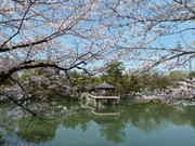 鶴舞公園　桜.jpg